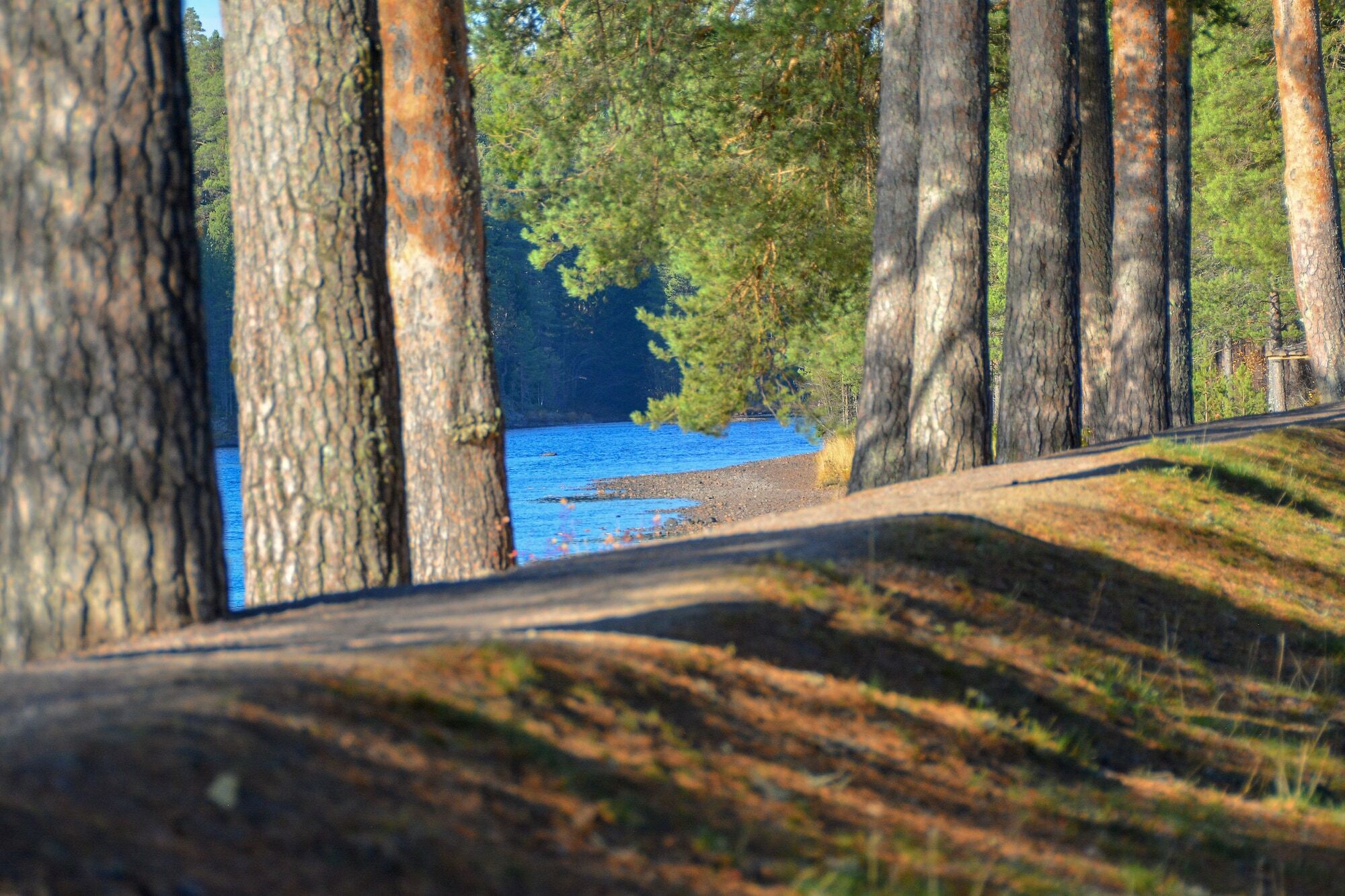 Aelvdalens Camping Dış mekan fotoğraf